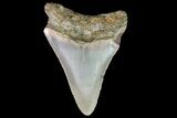 Bargain, Megalodon Tooth - North Carolina #76325-1